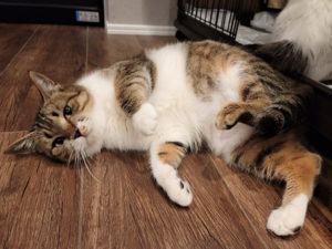 しらたまちゃん