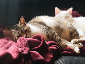 しらたまちゃん