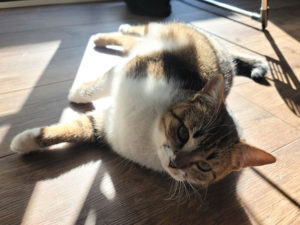 しらたまちゃん