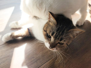 しらたまちゃん