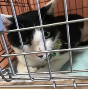 猫の譲渡会＆相談会（2024年7月20日）