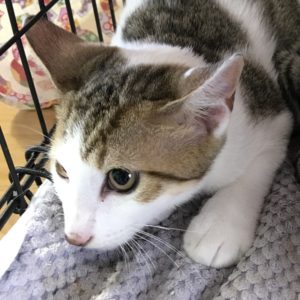 猫の譲渡会＆相談会（2024年7月20日）