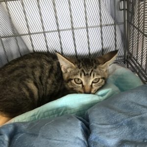 猫の譲渡会＆相談会（2024年7月20日）