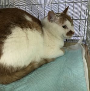 猫の譲渡会＆相談会（2024年7月20日）