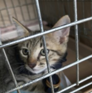 猫の譲渡会＆相談会（2024年7月20日）