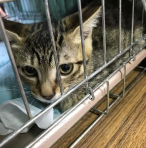 猫の譲渡会＆相談会（2024年7月20日）