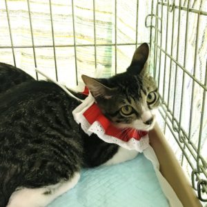 猫の譲渡会＆相談会（2024年7月20日）