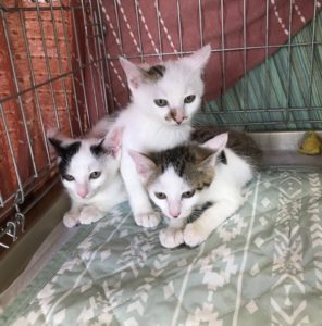 猫の譲渡会＆相談会（2024年7月20日）