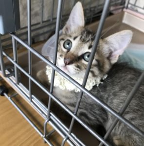 猫の譲渡会＆相談会（2024年7月20日）