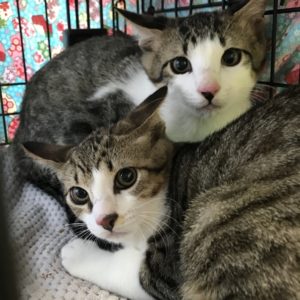 猫の譲渡会＆相談会（2024年7月20日）