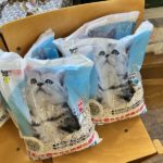 猫の譲渡会＆相談会（2025年2月15日）