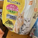 猫の譲渡会＆相談会（2025年2月15日）