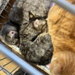 猫の譲渡会＆相談会（2025年2月15日）