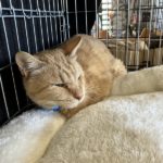 猫の譲渡会＆相談会（2025年2月15日）