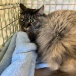 猫の譲渡会＆相談会（2025年2月15日）