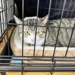 猫の譲渡会＆相談会（2025年2月15日）