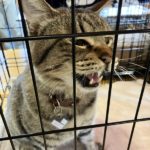 猫の譲渡会＆相談会（2025年2月15日）