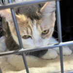 猫の譲渡会＆相談会（2025年2月15日）