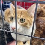 猫の譲渡会＆相談会（2025年2月15日）