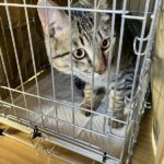 猫の譲渡会＆相談会（2025年2月15日）