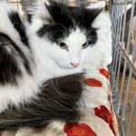 猫の譲渡会＆相談会（2025年2月15日）