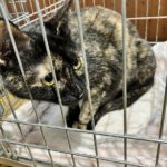 猫の譲渡会＆相談会（2025年3月15日）