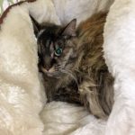 猫の譲渡会＆相談会（2025年3月15日）