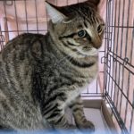 猫の譲渡会＆相談会（2025年3月15日）