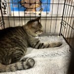 猫の譲渡会＆相談会（2025年3月15日）