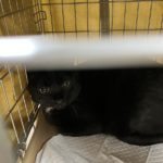 猫の譲渡会＆相談会（2025年3月15日）