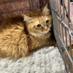 猫の譲渡会＆相談会（2025年3月15日）