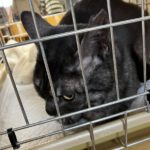 猫の譲渡会＆相談会（2025年3月15日）