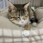 猫の譲渡会＆相談会（2025年3月15日）