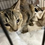 猫の譲渡会＆相談会（2025年3月15日）