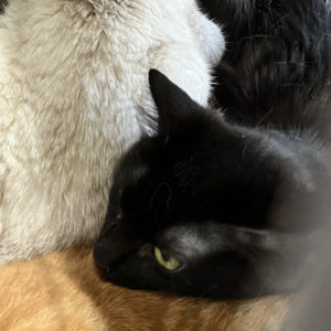 猫の譲渡会＆相談会（2025年4月19日）