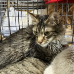 猫の譲渡会&相談会(2025年4月19日)