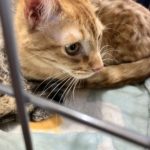 猫の譲渡会&相談会(2025年4月19日)