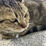 猫の譲渡会&相談会(2025年4月19日)