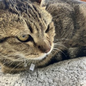 猫の譲渡会＆相談会（2025年4月19日）