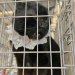 猫の譲渡会&相談会(2025年4月19日)