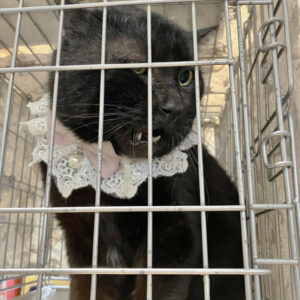 猫の譲渡会＆相談会（2025年4月19日）