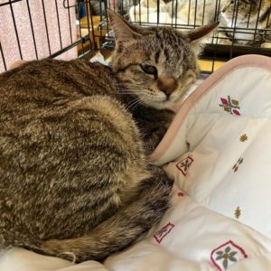 猫の譲渡会＆相談会（2025年4月19日）