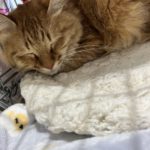 猫の譲渡会&相談会(2025年4月19日)