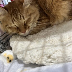 猫の譲渡会＆相談会（2025年4月19日）