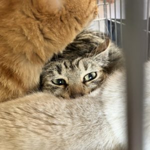 猫の譲渡会＆相談会（2025年4月19日）