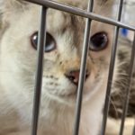 猫の譲渡会&相談会(2025年4月19日)