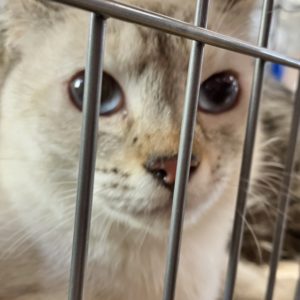 猫の譲渡会＆相談会（2025年4月19日）