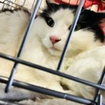 猫の譲渡会&相談会(2025年4月19日)