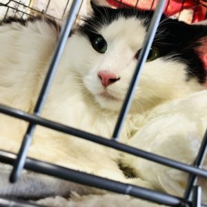 猫の譲渡会＆相談会（2025年4月19日）