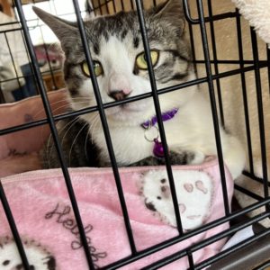 猫の譲渡会＆相談会（2025年4月19日）